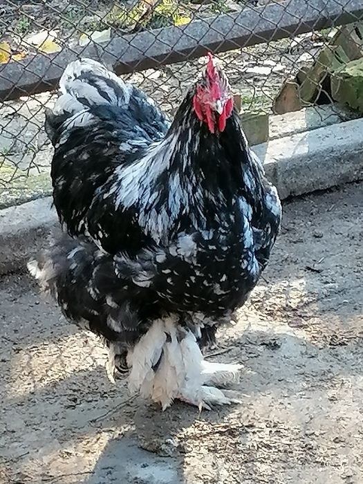 Кохин Стандарт кокошки порцелан, мрамори петли, яйца