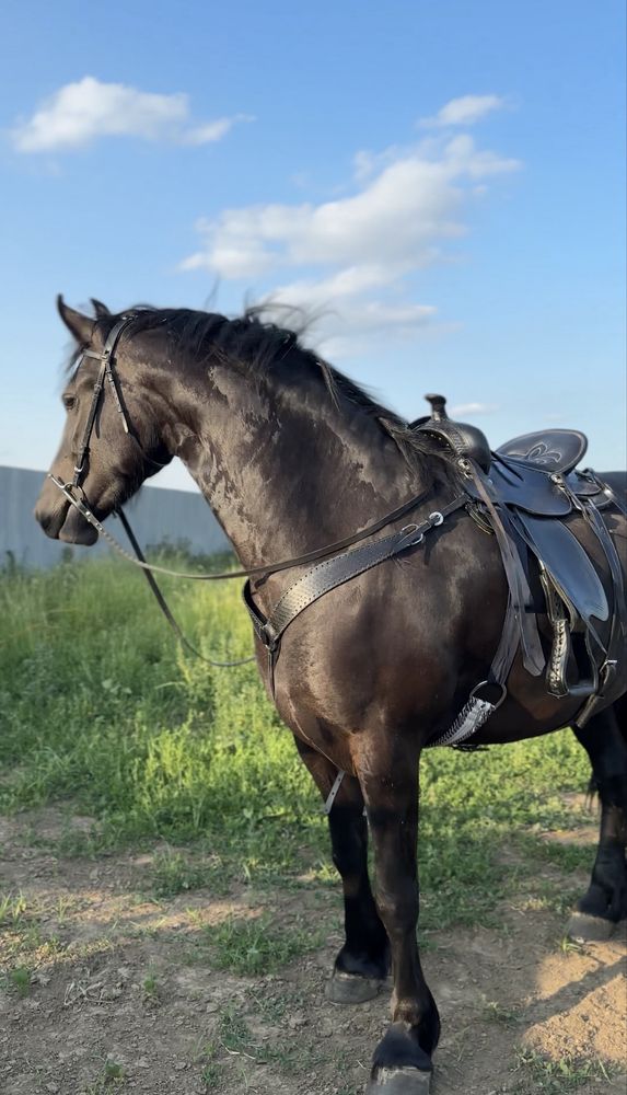 Șa Western calarie de vanzare