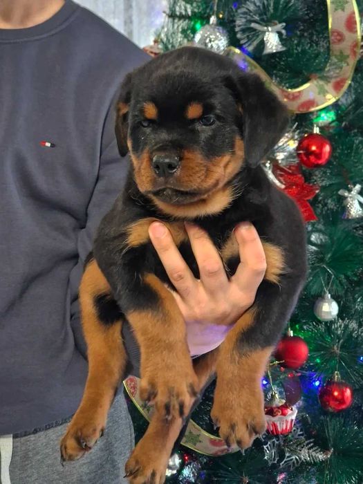 Ротвайлери с родословие