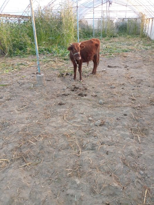 Букачалар сотилади , уйни моли