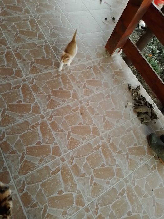 Donez doi pui de pisica