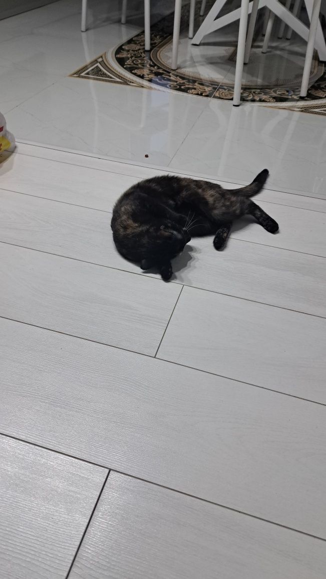 кошки отдам бесплатно