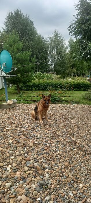 Продаётся дача за понтонным мостом С.О. Черемушки выходом на протоку