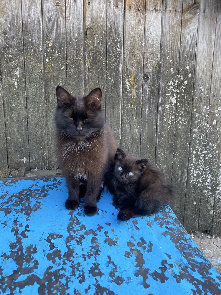 котенок в добрые руки