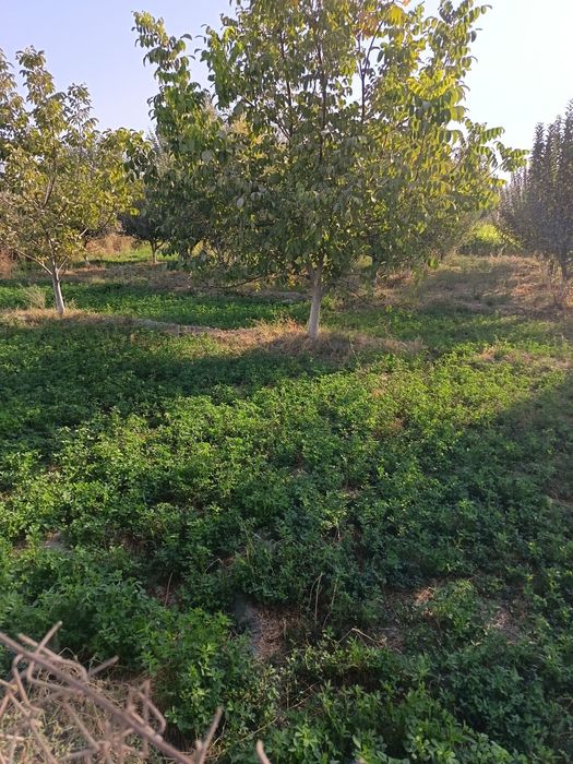 30 sotix Yer sotiladi