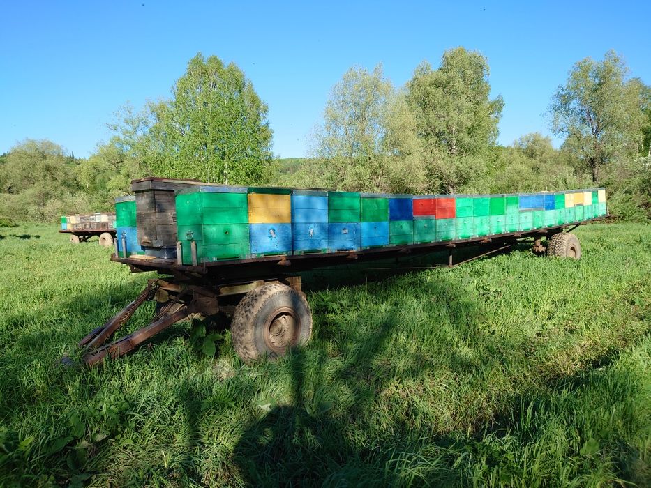 Продам мёд алтайский натуральный.