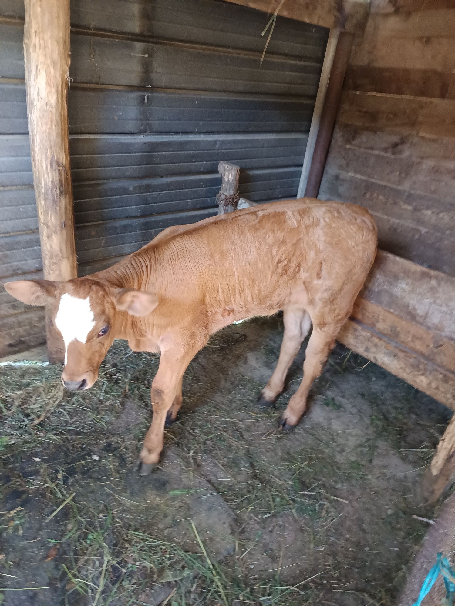 Vând Vițea bălțată Românească,1 lună