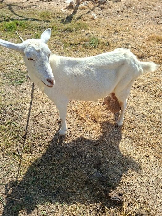 Ешкі Породистый 2 туған