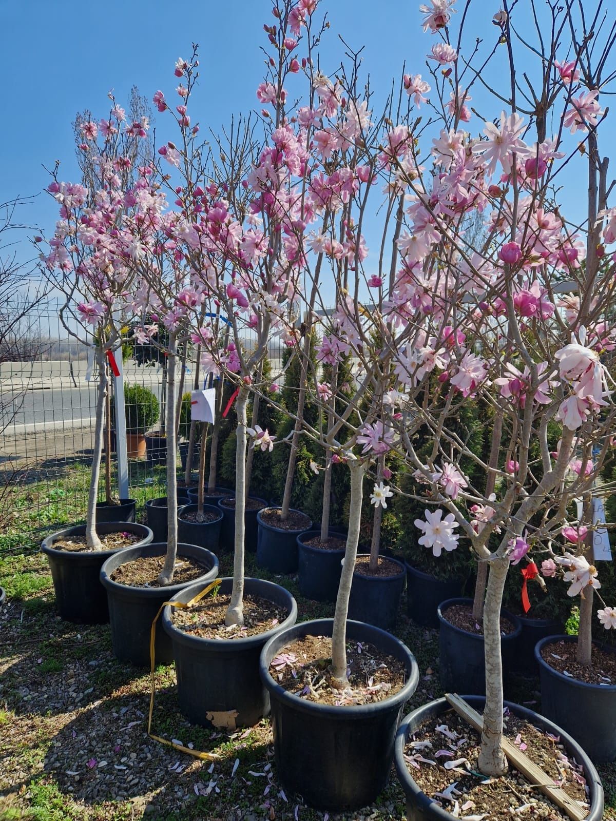 Magnolia copac 2m - 4m / soulangeana, genie, kobus. Magnolia tufa