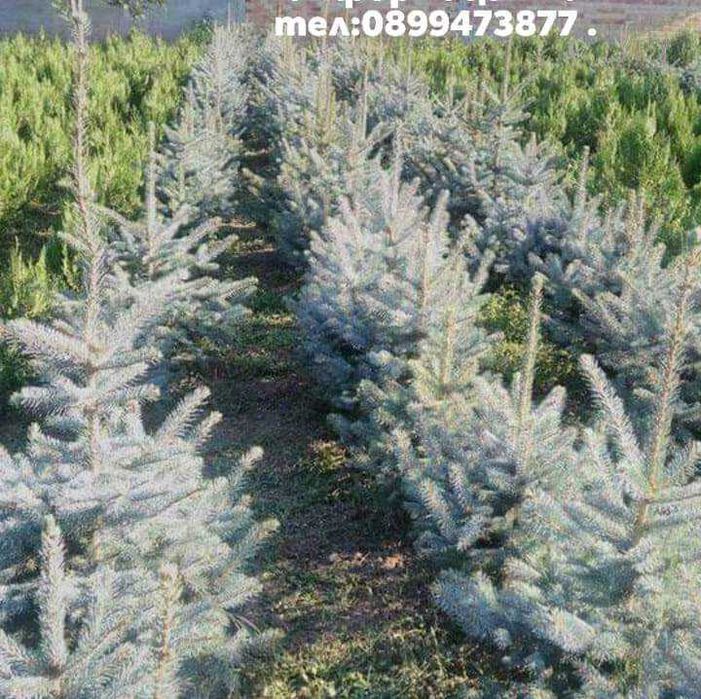 Сребристни елхи и смърчове