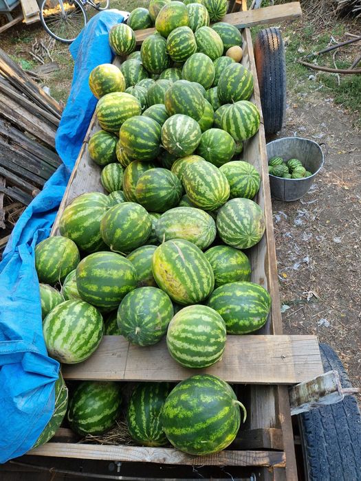 Pepeni de consum sau animale