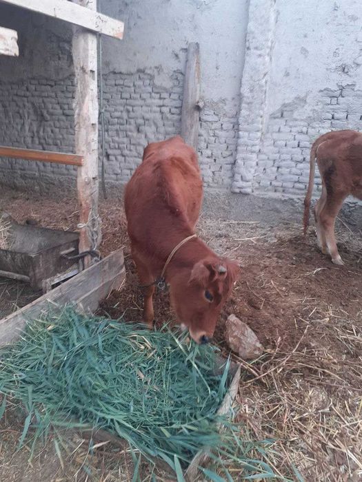 3 ta mol sotiladi, narxi kelishiladi