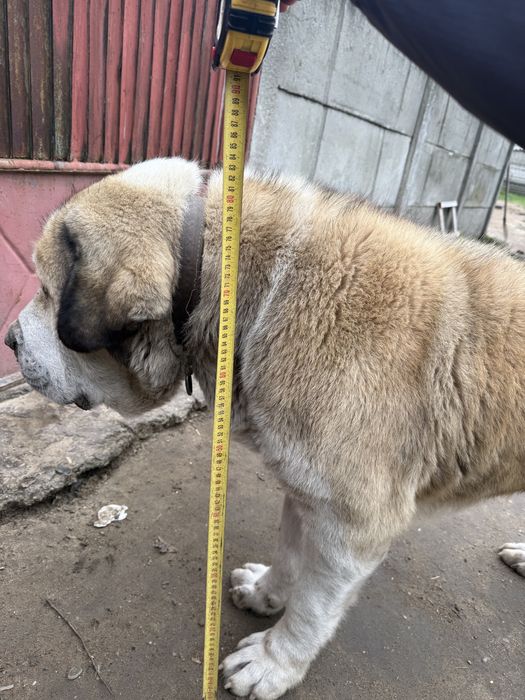 Ciobanesc de asia centrala