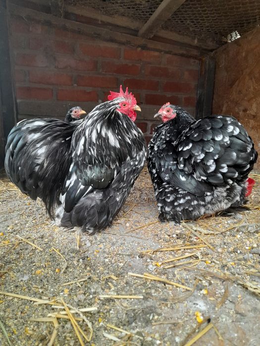 Ouă și pui rase pitice și Brahma