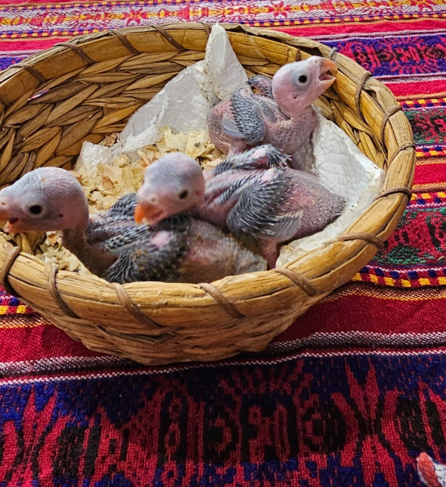 Малки папагалчета от вида малък Александър