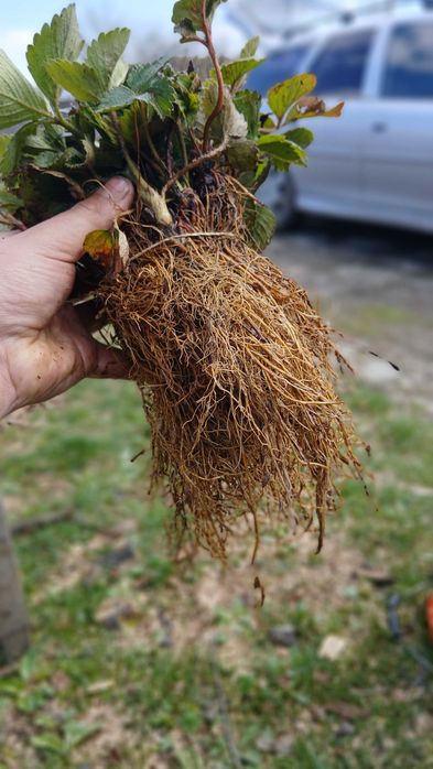 Разсад ягоди холадски и италянски