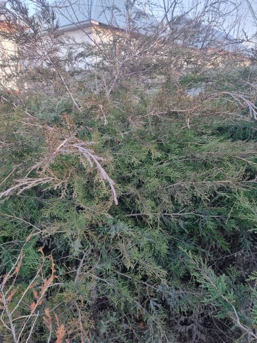 Мажевельник оптовая цена МЕСТНЫЙ