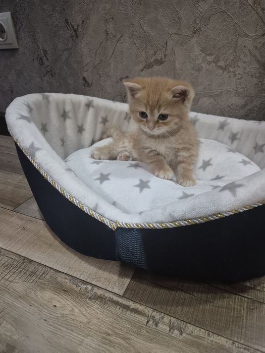 В продаже 4  котенка