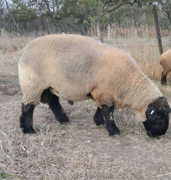 Berbec suffolk de vânzare