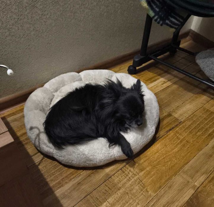 Легло за котка къща за котка легло за куче къща за куче