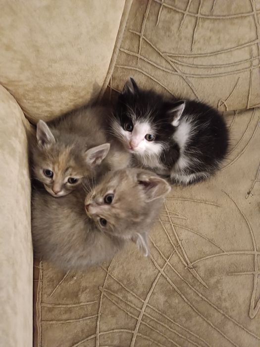 Отдам котят в добрые руки