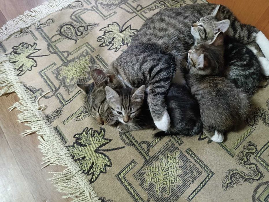 Котята ищут дом.