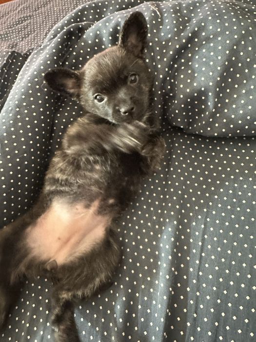 Подарявам кученце