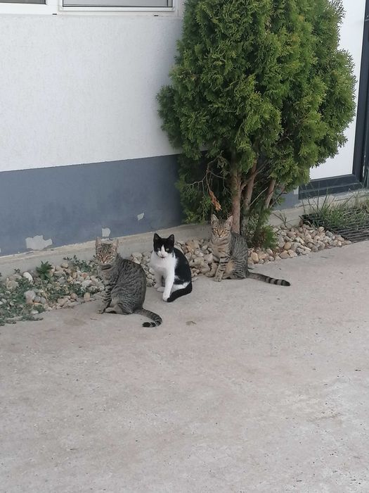 Donez 4 pisoiasi, 2 cotoi si o pisica de 2 ani