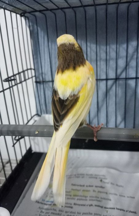 Kanareka avle moda sotladi