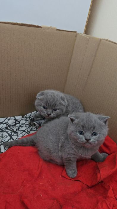 Шотландский тоза кон девичка и мальчик