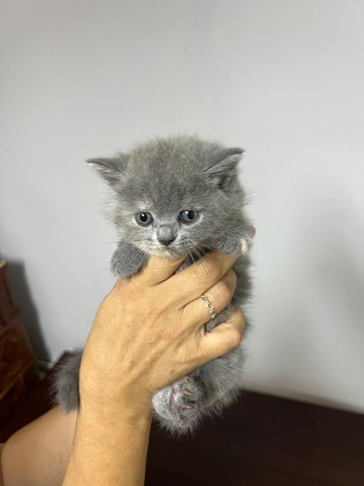 Pisic de rasa british