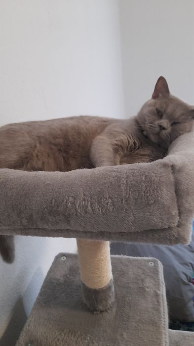 BRITISH Shorthair..