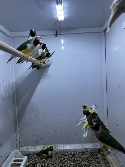 Gulzi gould amandine