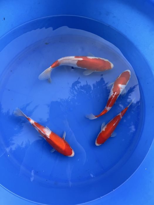 Crapi Koi import Japonia