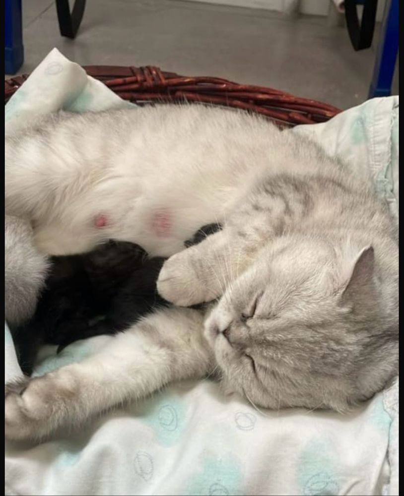 Котенок (девочка) скоттиш фолд, 4,5 месяца