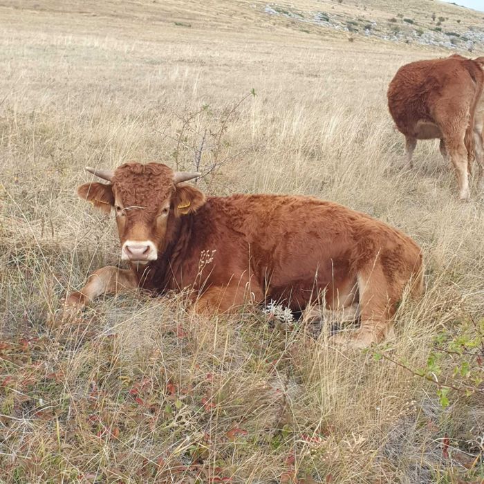 Продавам телета и коне