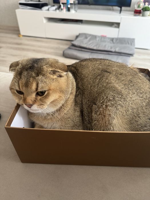 Вязка. Ищем кошку такой же порожы и окраса