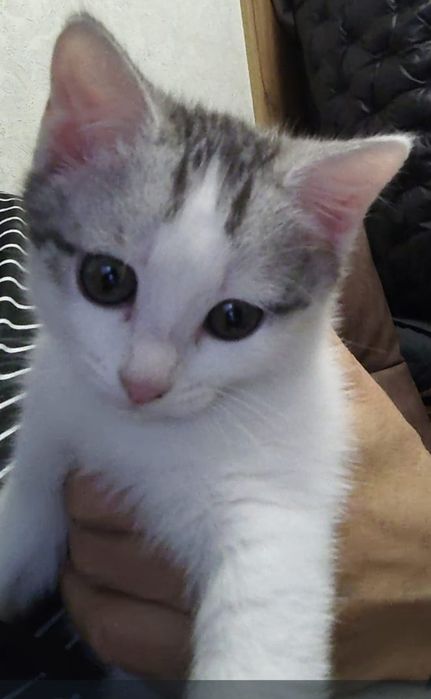 Милые котята для Вас