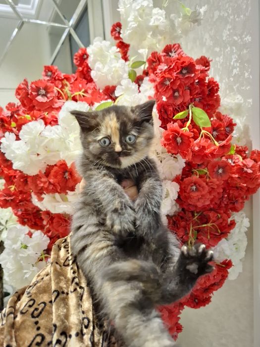 Mushukcha sotiladi 1.5 oylik zoti tozza