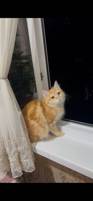 Пристраивается Турецкая Ангора