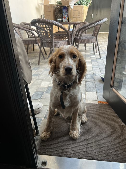 Продаю Английского коккер спаниеля 1год