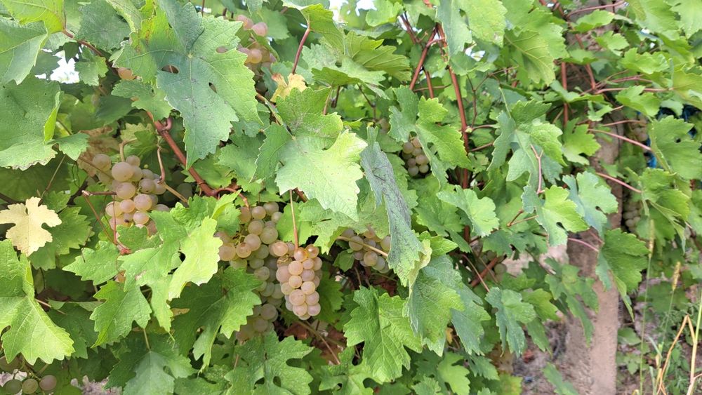 Struguri Ceasla de masă