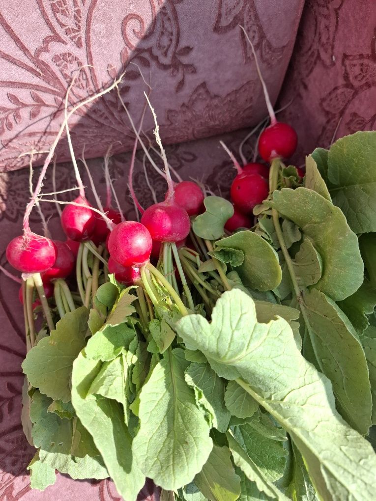 Продам  редиску дачную
