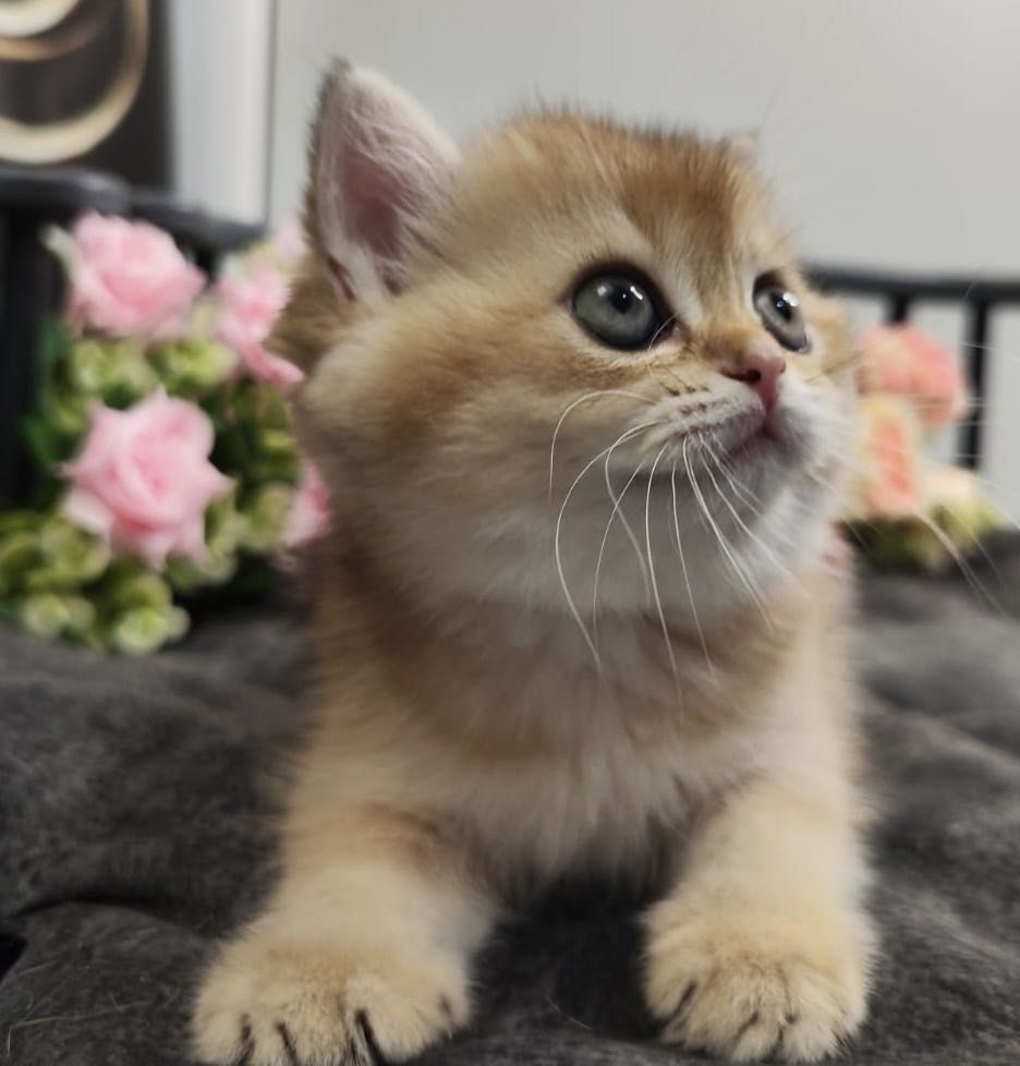 Scottish Straight Golden Chinchilla Kitten – ADEL – 100% Purebred