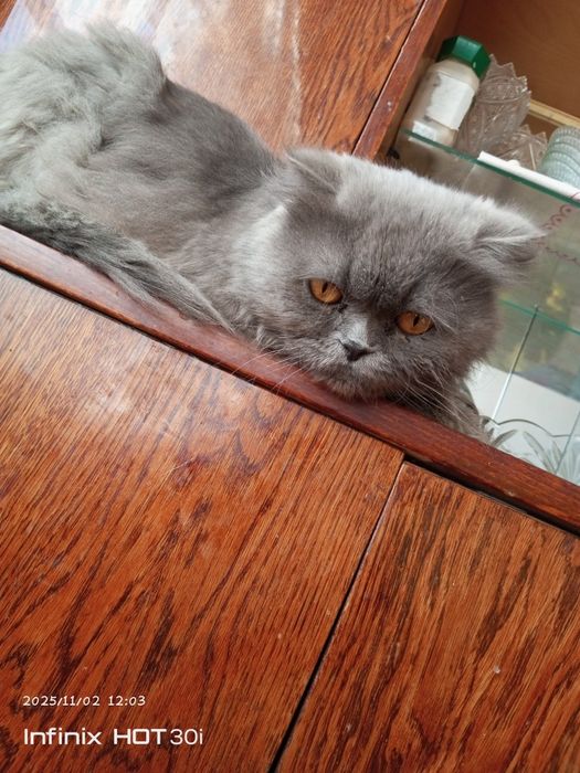 Skotish fold mushuk sotiladi