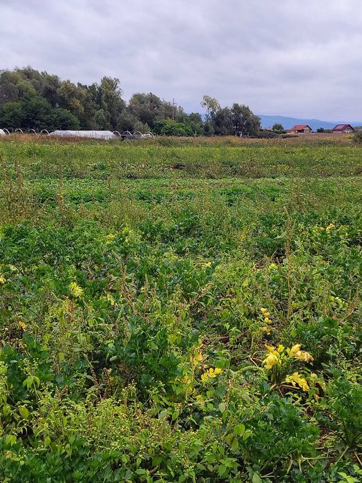 Dovleac de copt sau plăcintă