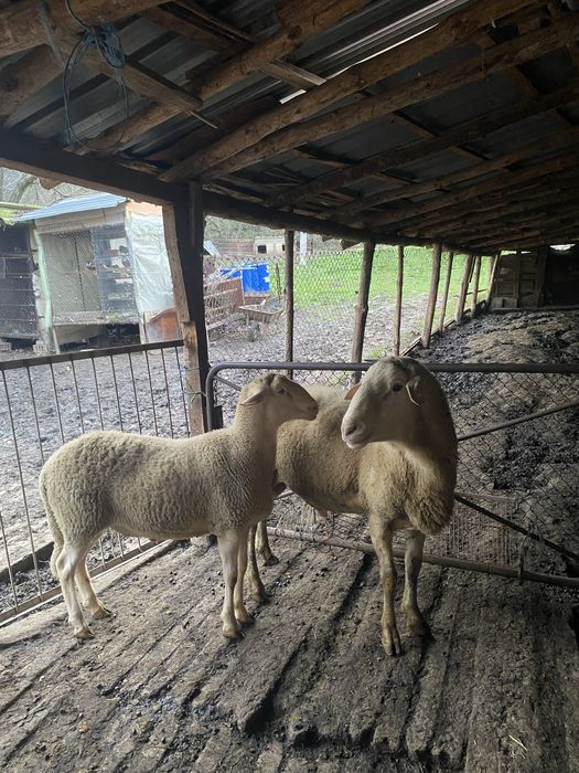 Продавам 2 коча Лакон