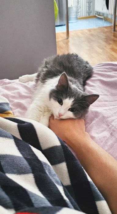 Отдам кота в хорошие руки