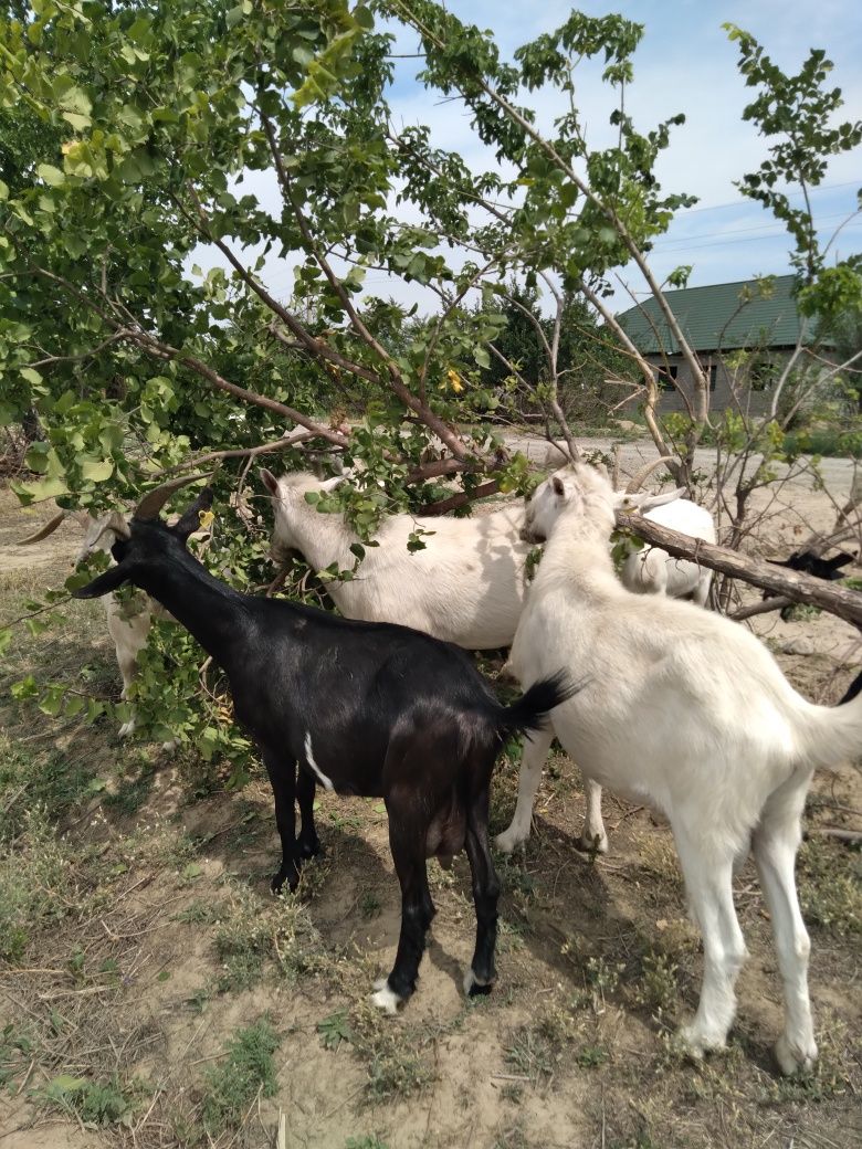 Продам дойных молочных коз, козлят,козла на племя