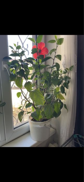 Продам китайские розы